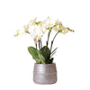 Schmetterlingsorchidee ‚Gent' – Phalaenopsis