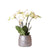 Schmetterlingsorchidee ‚Gent' – Phalaenopsis