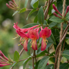 Immergrünes Geißblatt – Lonicera henryi – Ansicht 3