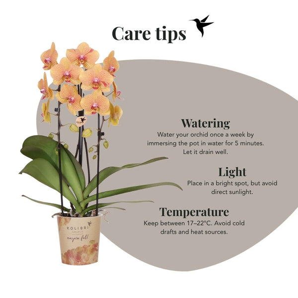 Schmetterlingsorchidee ‚Niagara Fall Sunny Bunny' – Phalaenopsis – Ansicht 11