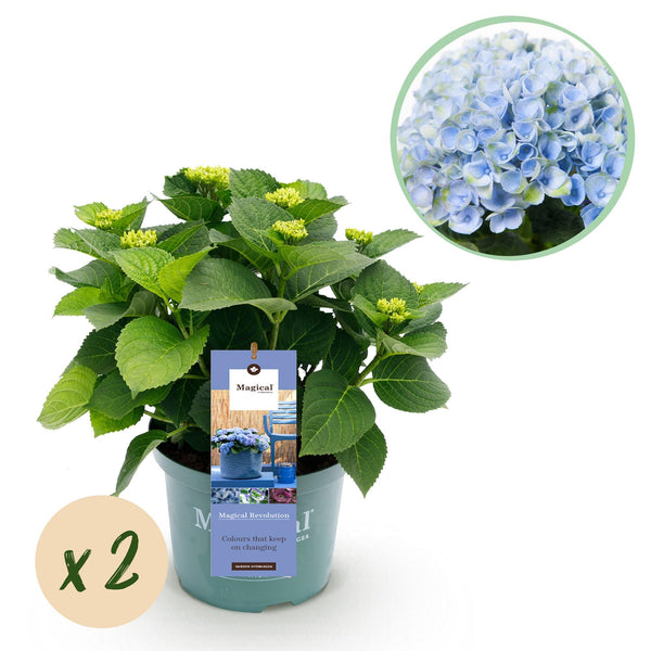 Bauernhortensie ‚Magical Revolution Blue' – Hydrangea macrophylla