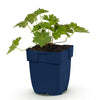 Storchschnabel ‚Rozanne' – Geranium