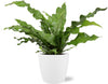 Microsorum diversifolium – Übertopf Brussels weiß