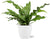 Microsorum diversifolium – Übertopf Brussels weiß