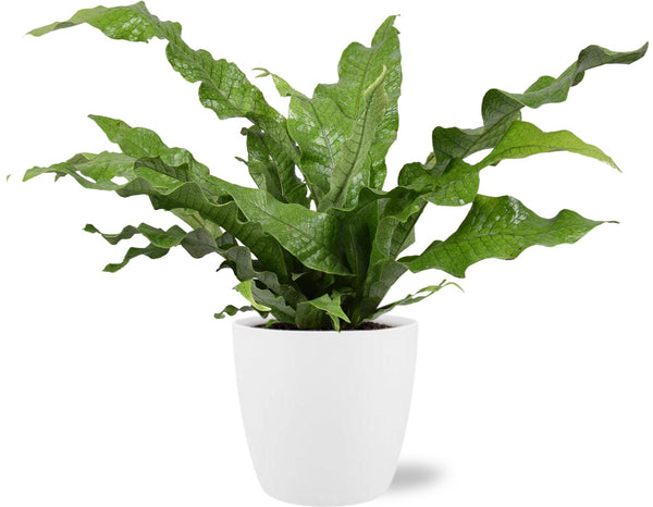 Microsorum diversifolium – Übertopf Brussels weiß
