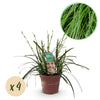 Japan-Segge ‚Intense Green' – Carex oshimensis