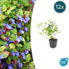 Hornnarbe – Ceratostigma plumbaginoides