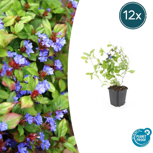 Hornnarbe – Ceratostigma plumbaginoides