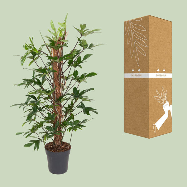 Philodendron pedatum – Ansicht 3