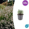 Lavendel ‚Edelweiss' – Lavandula intermedia
