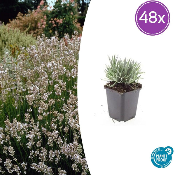 Lavendel ‚Edelweiss' – Lavandula intermedia