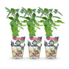 Dornlose Brombeere ‚Thornfree' – Rubus fruticosus – Ansicht 2