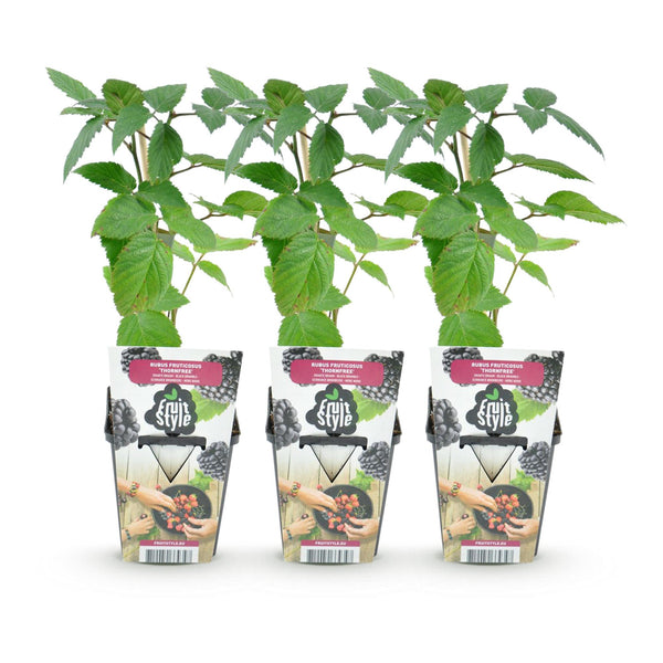 Dornlose Brombeere ‚Thornfree' – Rubus fruticosus – Ansicht 2