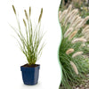 Lampenputzergras ‚Hameln' – Pennisetum alopecuroides