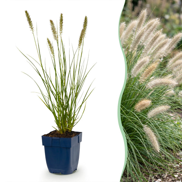 Lampenputzergras ‚Hameln' – Pennisetum alopecuroides