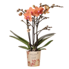 Schmetterlingsorchidee ‚Mineral Bolzano' – Phalaenopsis