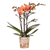 Schmetterlingsorchidee ‚Mineral Bolzano' – Phalaenopsis