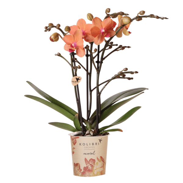 Schmetterlingsorchidee ‚Mineral Bolzano' – Phalaenopsis