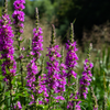 Blutweiderich – Lythrum salicaria – Ansicht 7