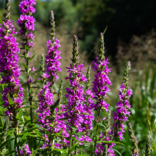 Blutweiderich – Lythrum salicaria – Ansicht 7