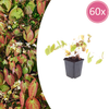 Elfenblume ‚Niveum' – Epimedium youngianum
