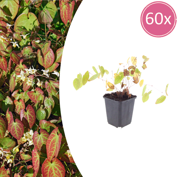 Elfenblume ‚Niveum' – Epimedium youngianum