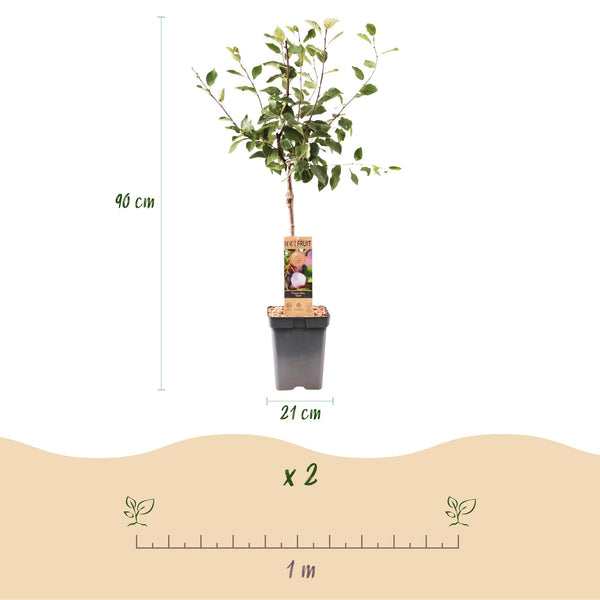 Pflaumenbaum ‚Opal' – Prunus domestica – Ansicht 3