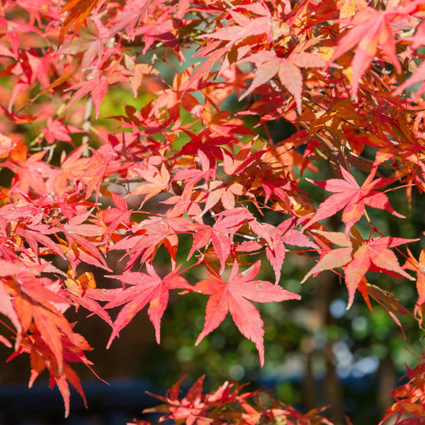 Japanischer Ahorn ‚Shaina' – Acer palmatum – Ansicht 6