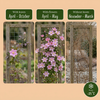 Bergwaldrebe ‚Mayleen' – Clematis montana – Ansicht 4