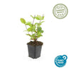 Johanniskraut ‚Beauty' – Hypericum × inodorum – Ansicht 3