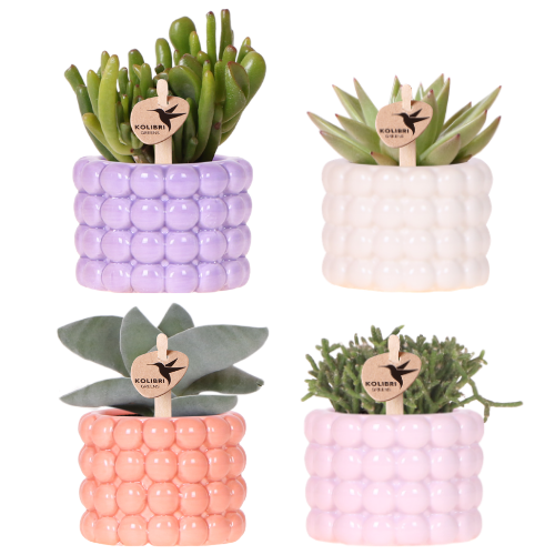 Pflanzen-Set „Poppy Mix" – Grünpflanzen in Lila, Weiß, Peach und Rosa