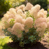 Perückenstrauch ‚Young Lady' – Cotinus coggygria – Ansicht 4