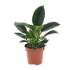 Philodendron ‚Green Princess'