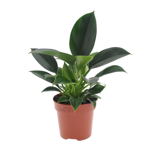 Philodendron ‚Green Princess'