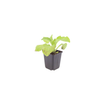 Roter Fingerhut – Digitalis purpurea – Ansicht 2