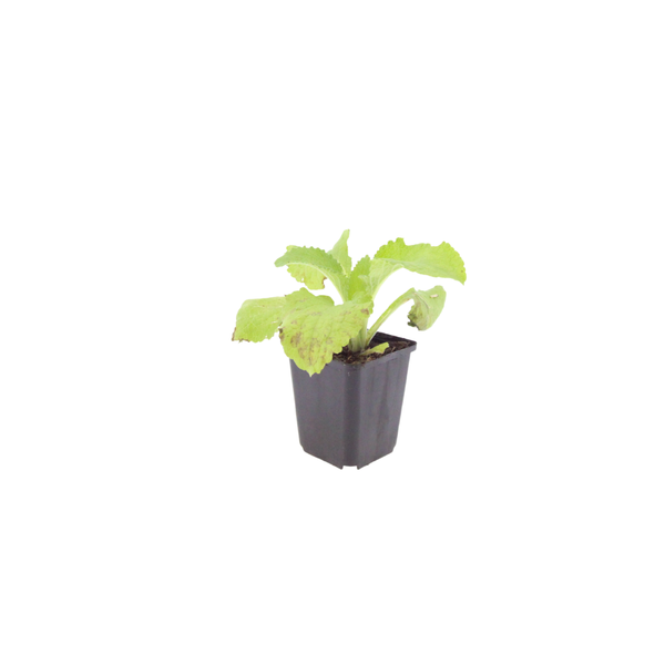 Roter Fingerhut – Digitalis purpurea – Ansicht 2