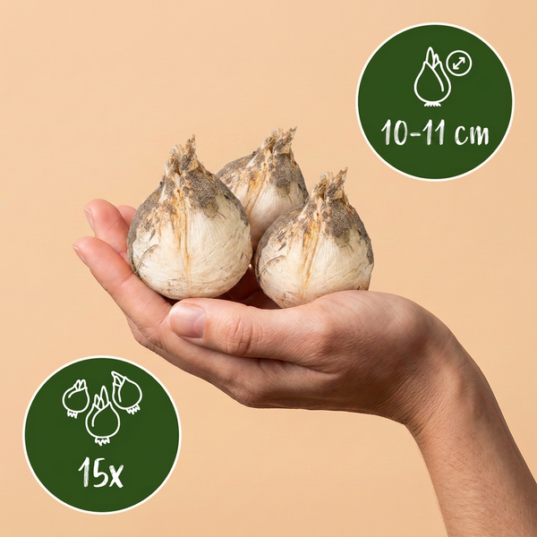 Zierlauch-Mischung Lila-Weiß – Allium – Ansicht 3