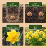 Gefüllte Narzisse ‚Golden Ducat' – Narcissus – Ansicht 4