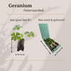 Storchschnabel – Geranium – Ansicht 4