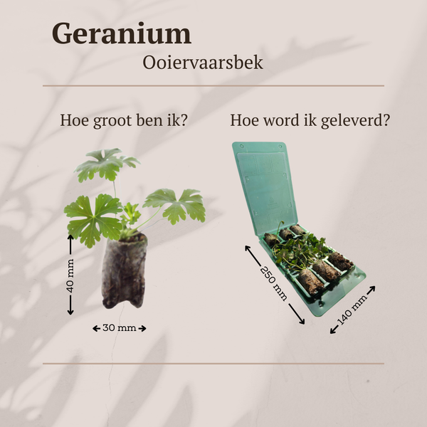 Storchschnabel – Geranium – Ansicht 4