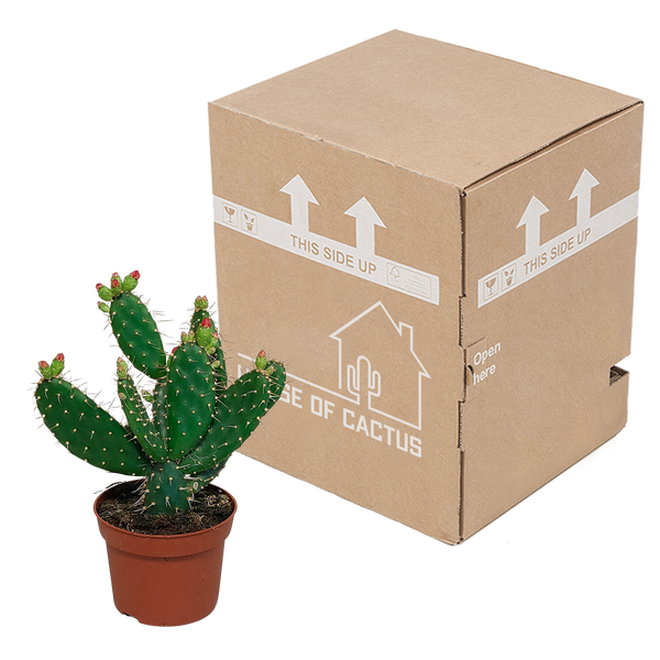 Feigenkaktus – Opuntia quitensis – Ansicht 3