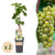 Weinrebe ‚Bianca' – Vitis vinifera