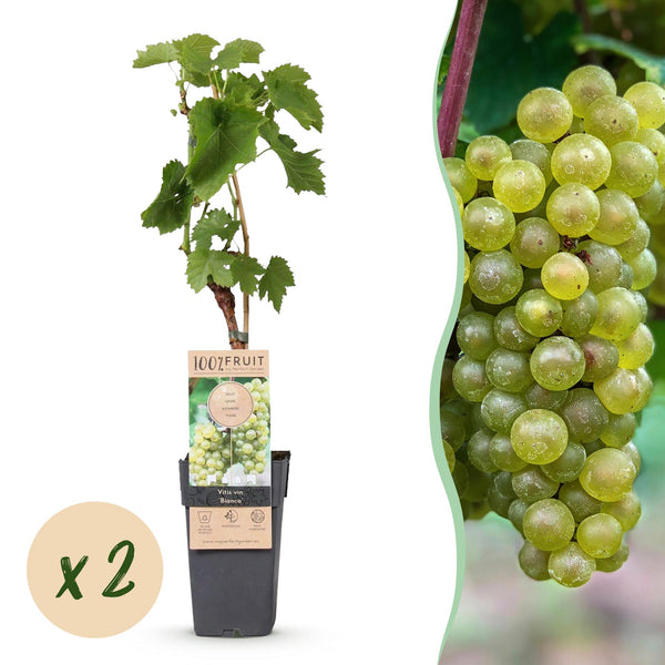 Weinrebe ‚Bianca' – Vitis vinifera