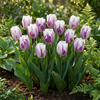Tulpe ‚Flaming Flag' – Tulipa – Ansicht 2