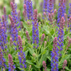Steppensalbei ‚Sensation Deep Blue' – Salvia nemorosa – Ansicht 5