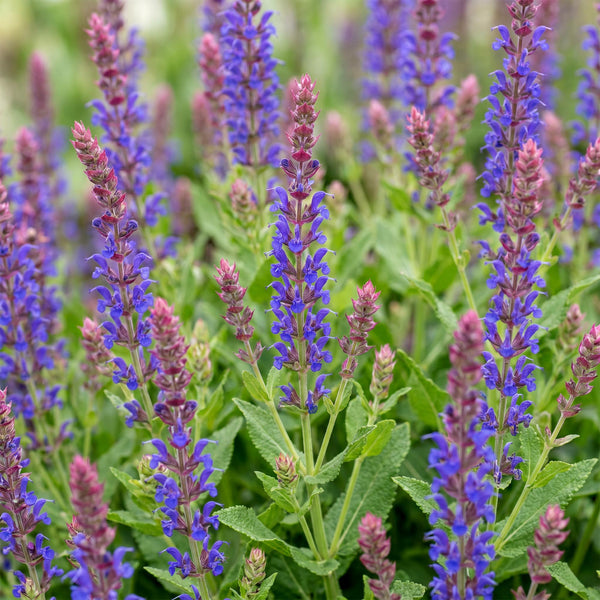 Steppensalbei ‚Sensation Deep Blue' – Salvia nemorosa – Ansicht 5