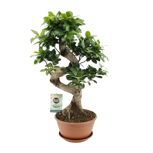 Ficus microcarpa ‚Ginseng'