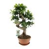 Ficus microcarpa ‚Ginseng' – Ø 22 cm · 60 cm