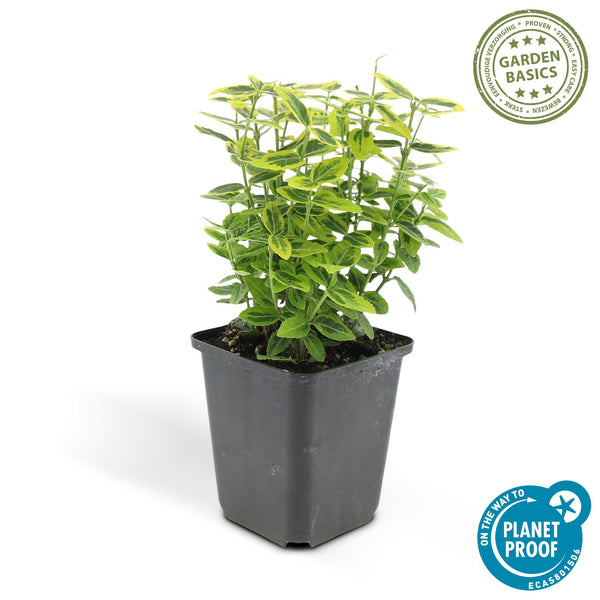 Kriechspindel ‚Emerald 'n Gold' – Euonymus fortunei – Ansicht 2
