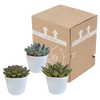 Sukkulenten-Set „Echeverie-Mischung“ – 3 Echeveria – Ansicht 9
